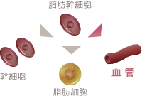 幹細胞が脂肪の定着に寄与するメカニズム